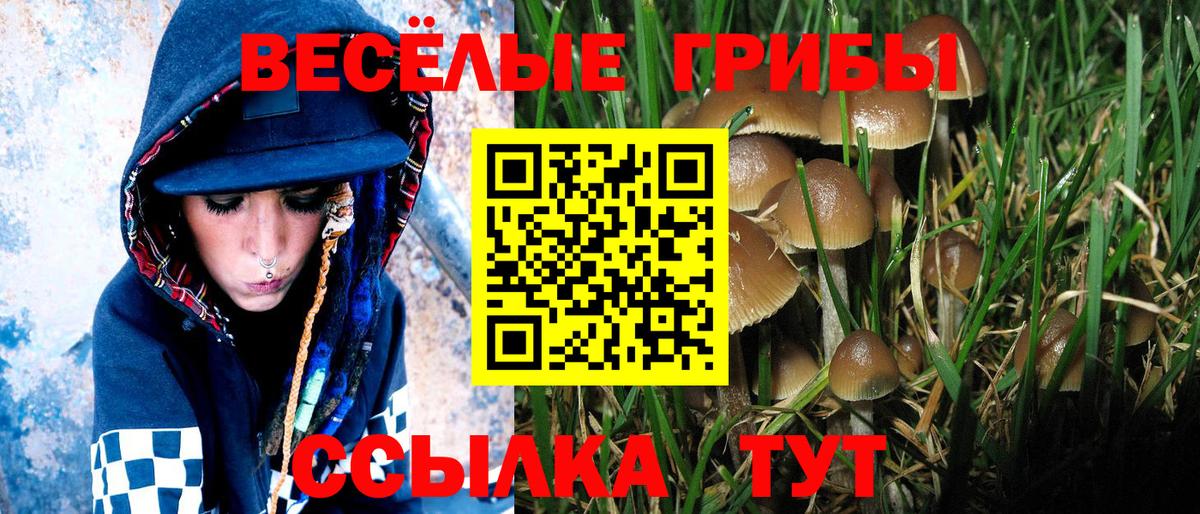 Псилоцибиновые грибы Cubensis Великие Луки