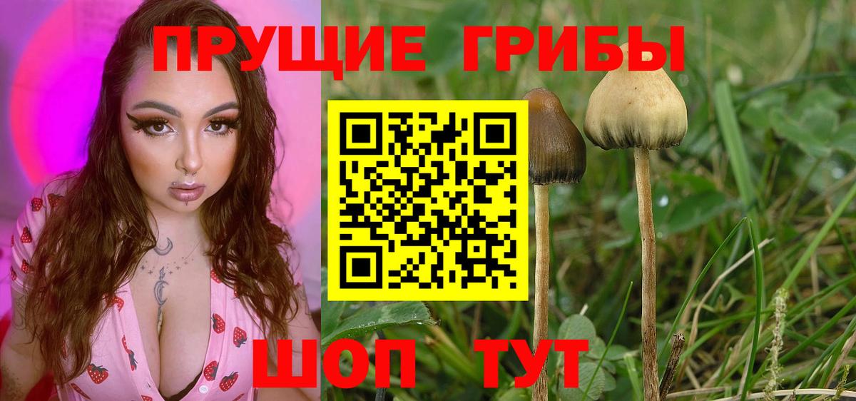 Великие Луки  Псилоцибиновые грибы мицелий  Вход с VPN 